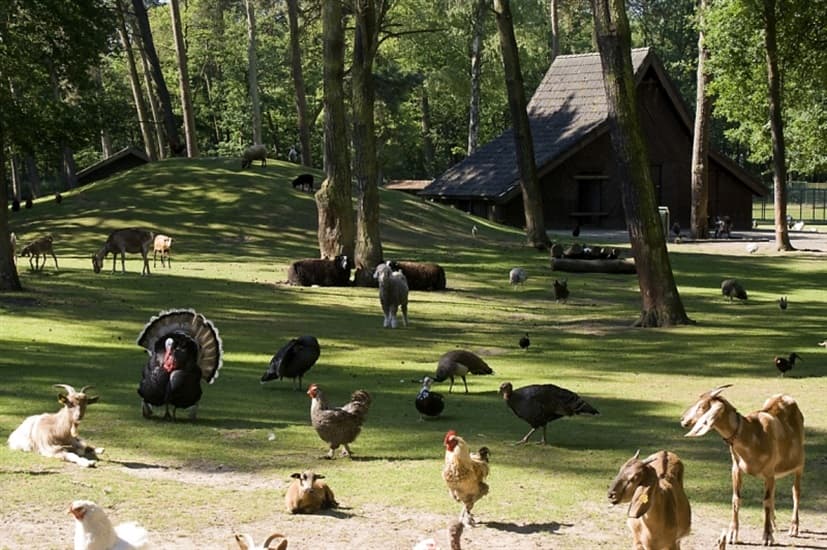 Naar de Kinderboerderij